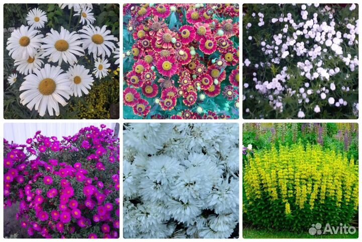 Многолетние цветы