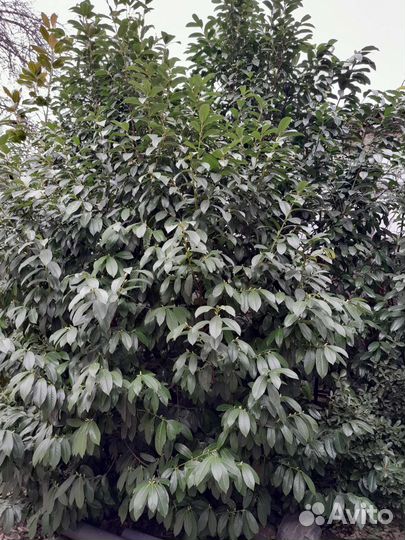 Лавровишня,юкка садовая