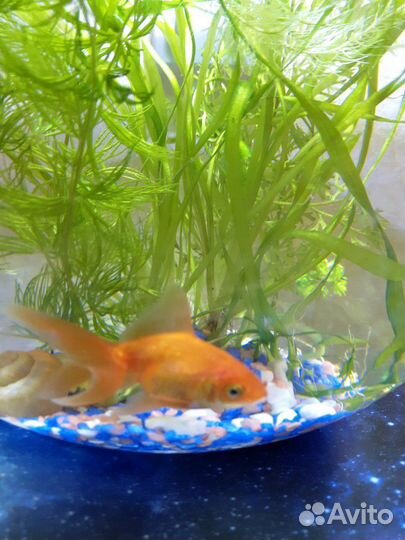Золотая рыбка в круглом аквариуме