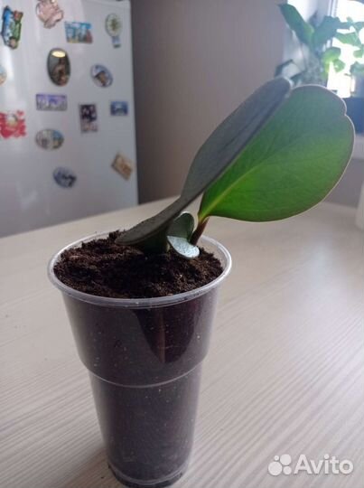 Пеперомия туполистная