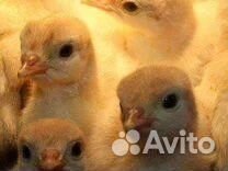 Индюшата,цыплята