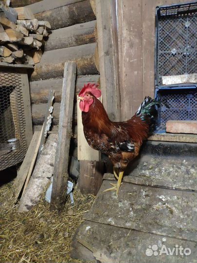 Петух, 8 месяцев