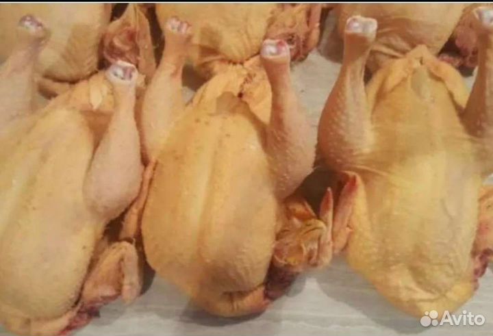Домашние куры бройлеры