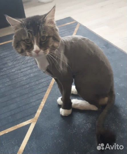 Стрижка кошек и котов всех пород