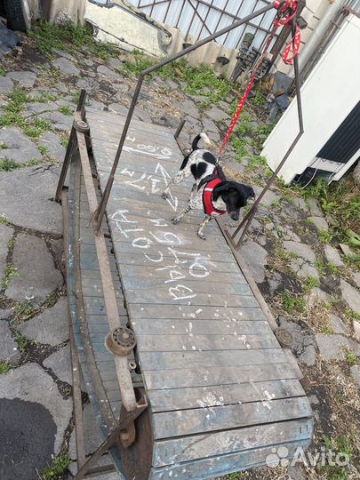 Беговая дорожка для собак