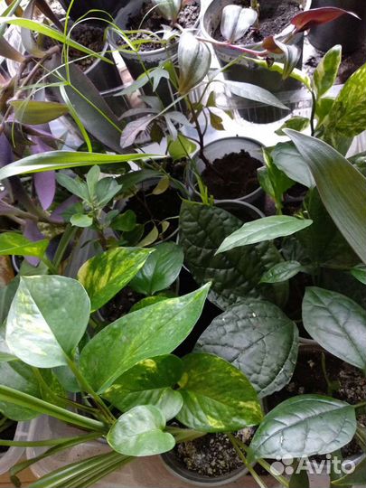 Много комнатных растений