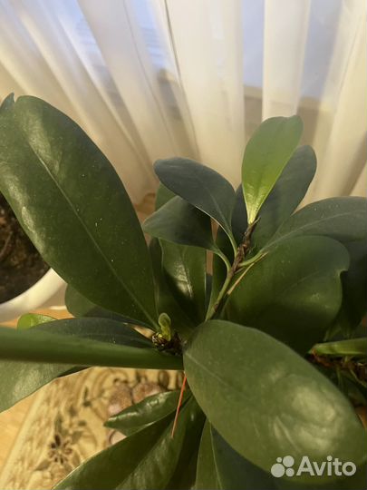 Фикус циатистипула