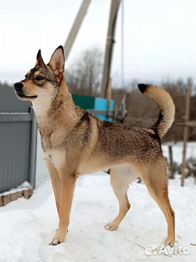 Собака в добрые руки