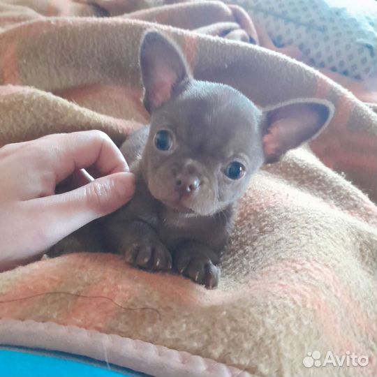 Щенки чихуахуа
