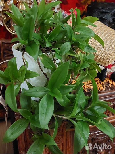 Комнатные цветы