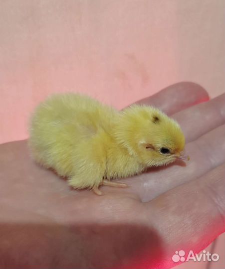 Инкубационное яйцо перепела