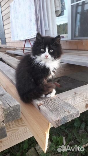 Отдадим котят