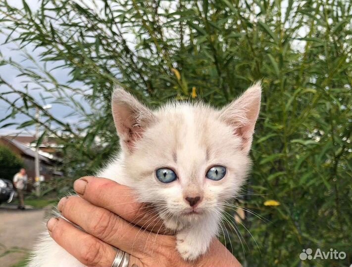 Голубоглазые домашние крохи на помойке, спасите