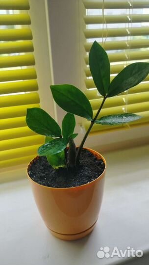 Замиокулькас