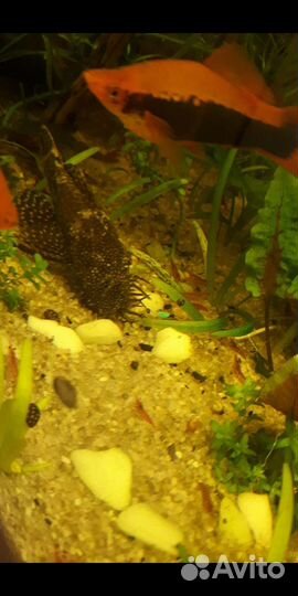 Рыбки, креветки, улитки, растения