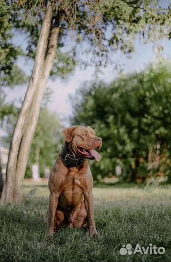 Собака питбуль