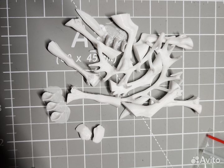 Конечности оленя для заказчицы