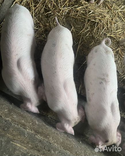 Поросята породы см-1 на племя