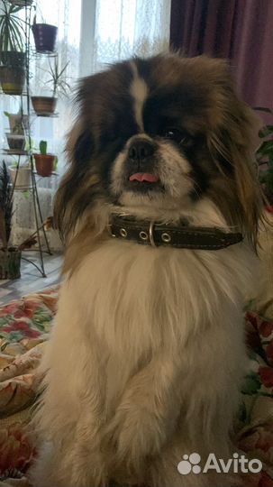 Вязка пекинес