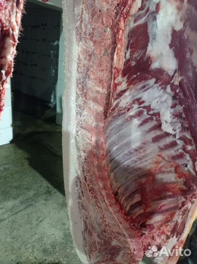 Домашнее Мясо Свинины породы Венгерская Мангалица