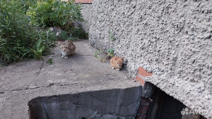 Котик бесплатно