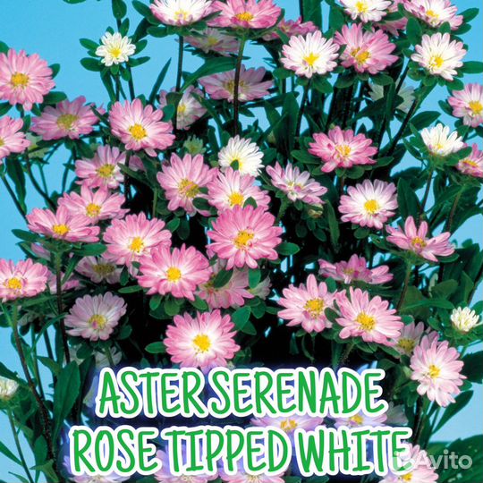 Рассада астры серии Серенада