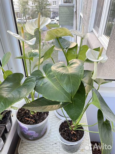 Антуриумы, Кротон