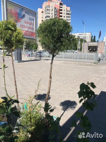 Можжевельник на штамбе