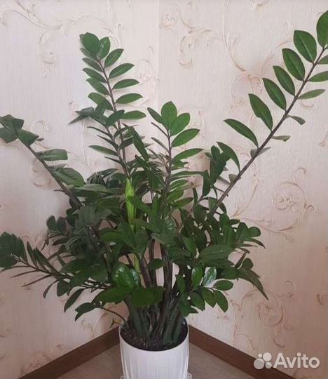 Замиокулькас