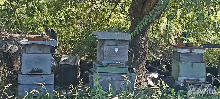 Улики для пчел