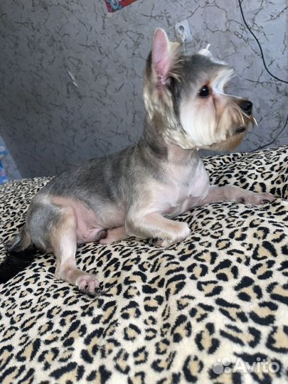 Йоркширский терьер Вязка