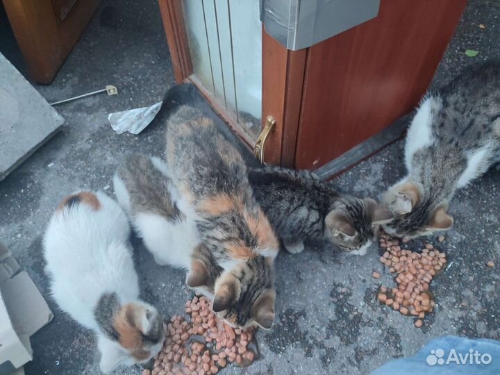 Котята и их мама