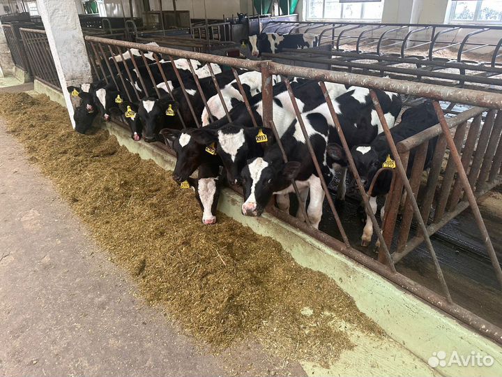 Бычки мясного направление бесплатная доставка