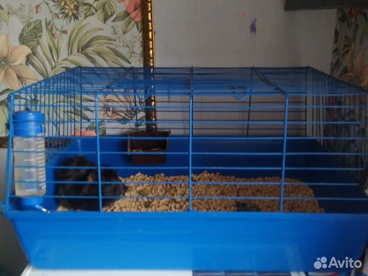 Отдам в добрые руки