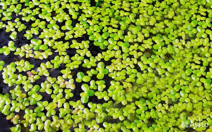 Аквариумное растение, криптакарина, ряска