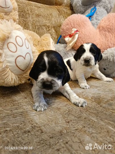 Русский спаниель