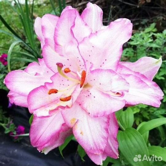 Луковицы лилий оптом