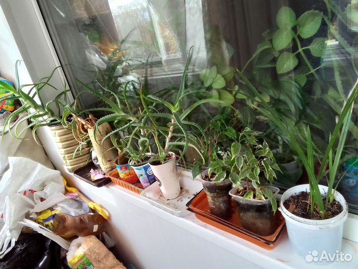 Цветы комнатные