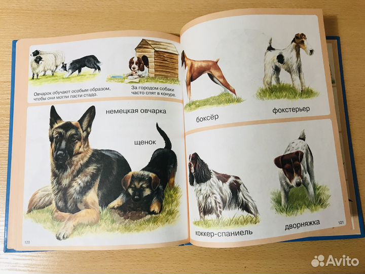 Животные - энциклопедия для малышей