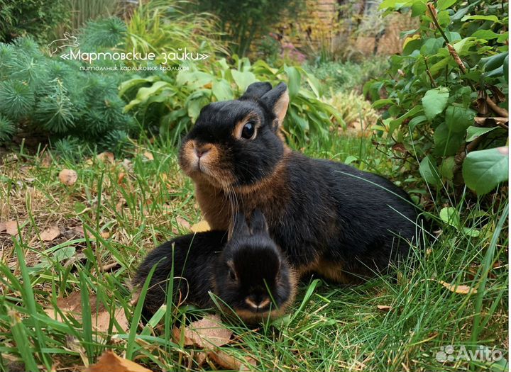Декоративные крольчата огневки из питомника