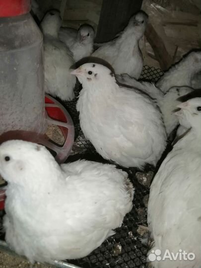 Перепела Техасские утяжеленные, разведение и мясо