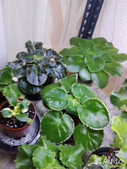 Сортовые фиалки