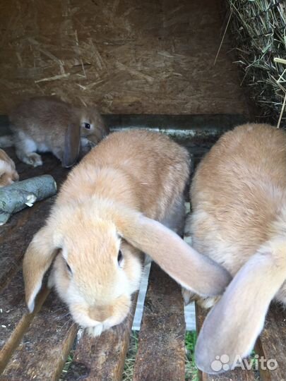 Кролики мясных пород