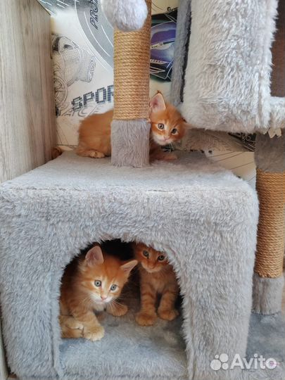 Котята мейн-кун