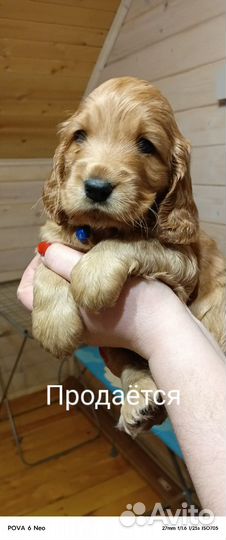 Английский кокер спаниель