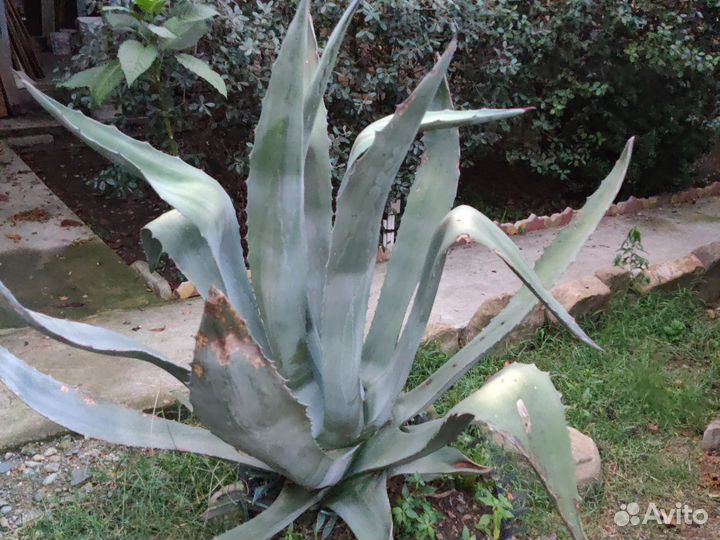 Агава голубая
