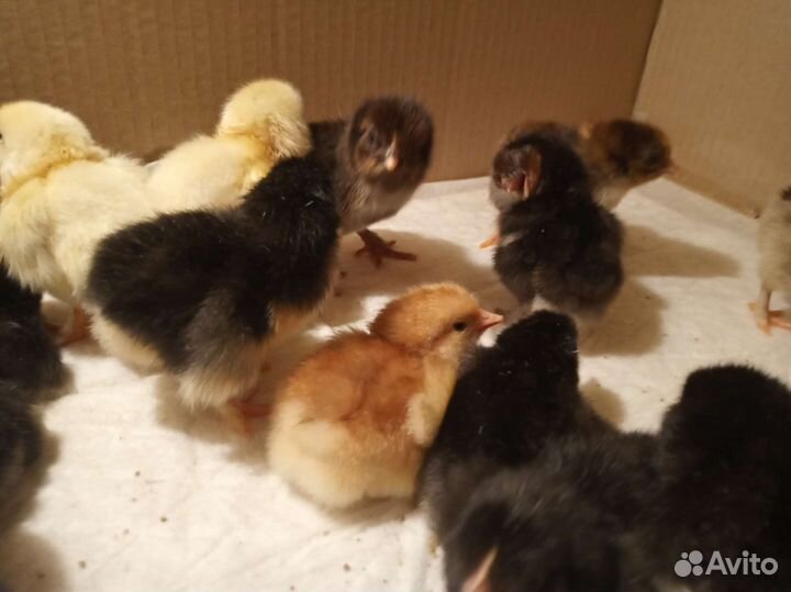 Цыплята