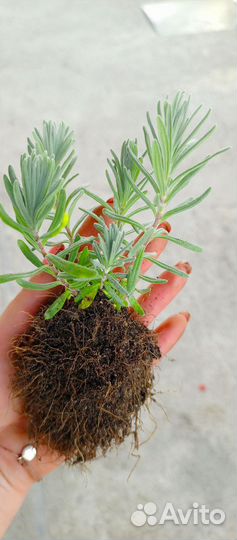 Лаванда саженцы