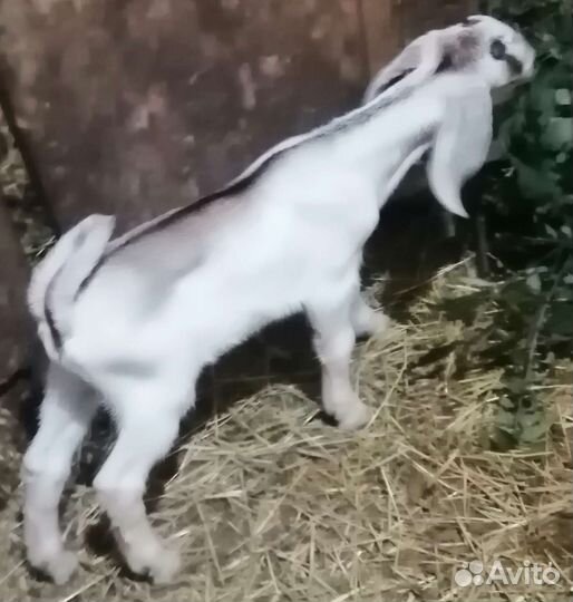 Англо нубийский козлик