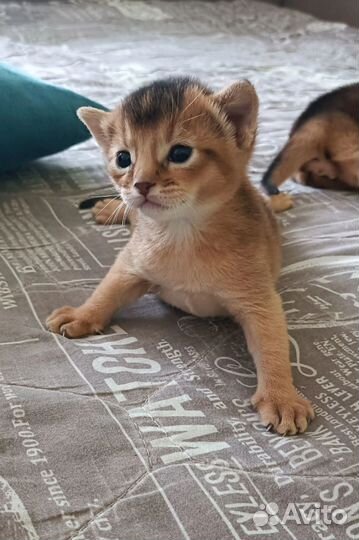 Абиссинские котята